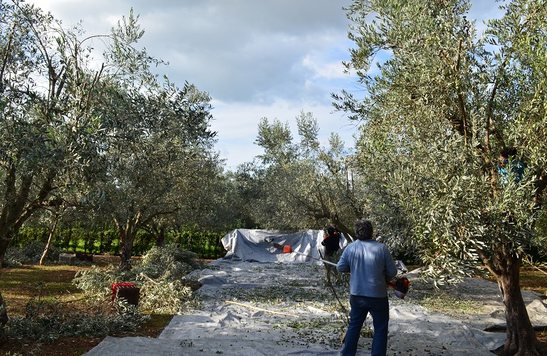 Κρήτη: Ζητούνται εργάτες γης για το μάζεμα της ελιάς – Πλαφόν στα μεροκάματα
