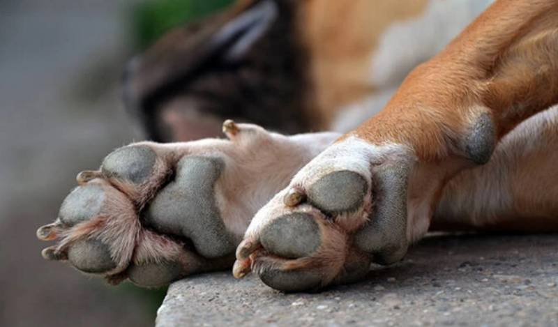 Ζάκυνθος: Ανατροπή στην κτηνωδία – Σκότωσε τον σκύλο με εντολή της ιδιοκτήτριας