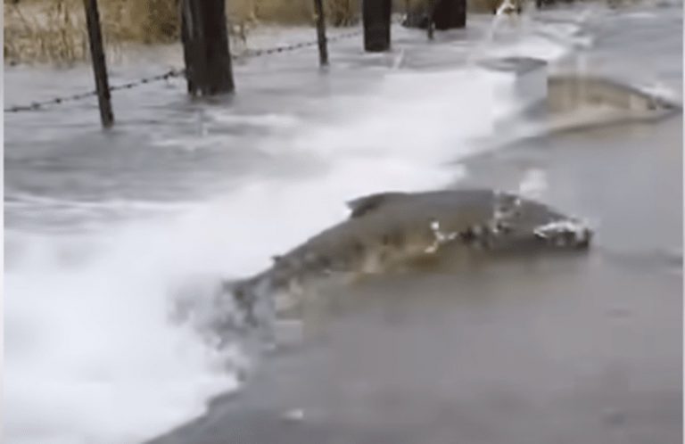 Σιατλ: Το ταξίδι των σολομών στους πλημμυρισμένους δρόμους