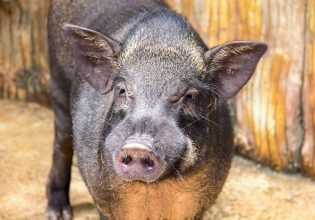 Θεσσαλονίκη: Αγριογούρουνα έκοβαν… βόλτες σε γειτονιά της Καλαμαριάς