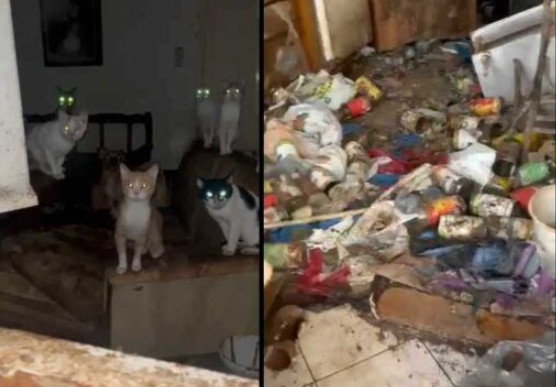 Αγρίνιο: Συλλέκτες ζώων βασάνιζαν μέχρι θανάτου γάτες και σκύλους σε σπίτι-«κολαστήριο»