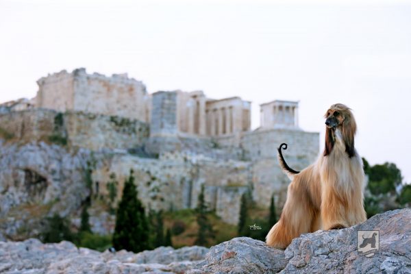 Λαγωνικός του Αφγανιστάν: Τρυφερός και στοργικός με την οικογένεια του