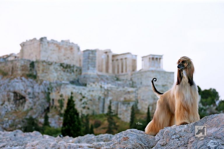 Λαγωνικός του Αφγανιστάν: Τρυφερός και στοργικός με την οικογένεια του