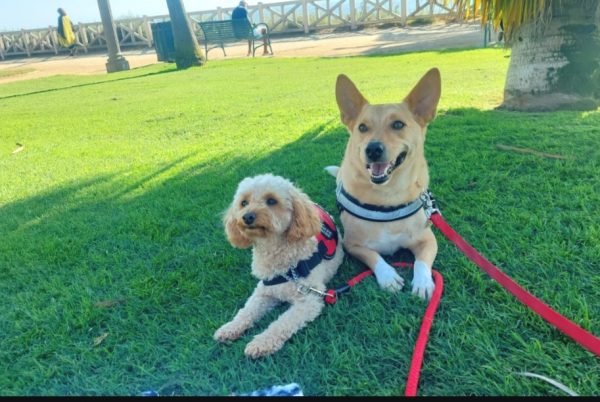 Οι σκύλοι – βοηθοί βελτιώνουν τη ζωή ιδιαίτερων ανθρώπων