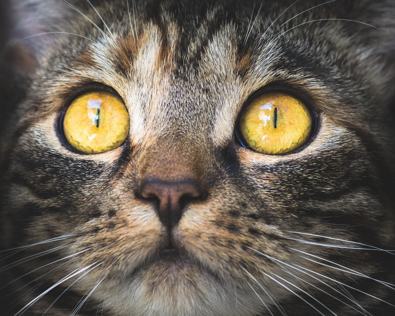 Τι ισχύει για την τοξοπλάσμωση. Κολλάμε από τη γάτα;