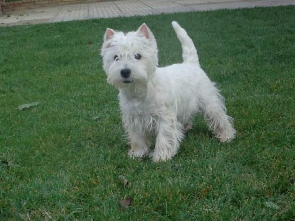 Ο σκύλος Γουέστι είναι ιδανικός για παιδιά