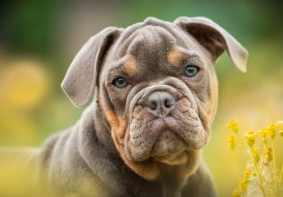 Τα χαρακτηριστικά ενός ευσυνείδητου εκτροφέα σκύλων