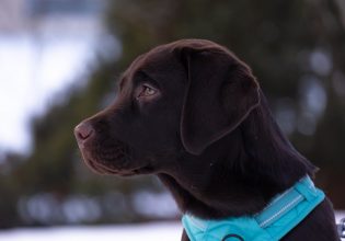 Σκύλοι οδηγοί, οι πολύτιμοι σύντροφοι