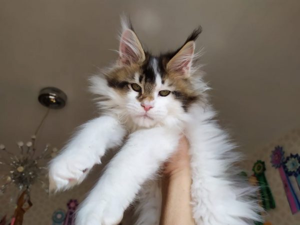 Η καλοσυνάτη και ευγενική γάτα Μέιν Κουν