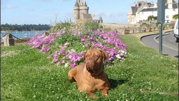 Dogue de Bordeaux, ο σκύλος με τη μεγάλη καρδιά