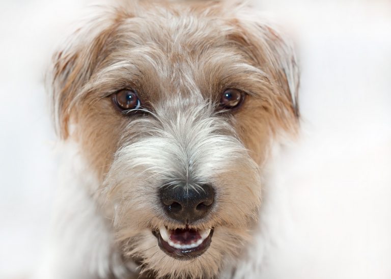 Μήπως εν αγνοίας σας επιβραβεύετε μία μη επιθυμητή συμπεριφορά του σκύλου σας;