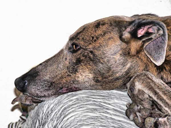 Πώς θα καταλάβετε ότι ο σκύλος σας φοβάται. Τα σημάδια που το μαρτυρούν