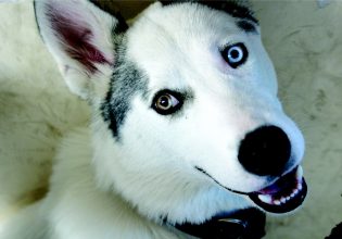 Πώς θα προετοιμάσετε τον σκύλο σας για τον ερχομό του μωρού