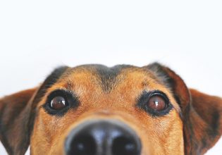 Αρνείται ο σκύλος σας να πάρει το χάπι του; – Πώς θα τον «ξεγελάσετε»