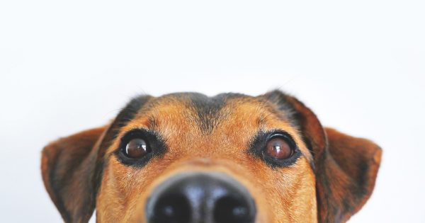 Αρνείται ο σκύλος σας να πάρει το χάπι του; – Πώς θα τον «ξεγελάσετε»