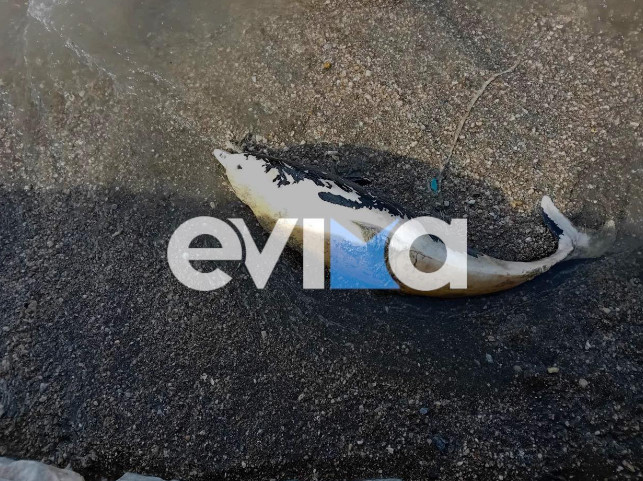 Εύβοια: Δελφίνι ξεβράστηκε νεκρό σε παραλία του Αλμυροπόταμου