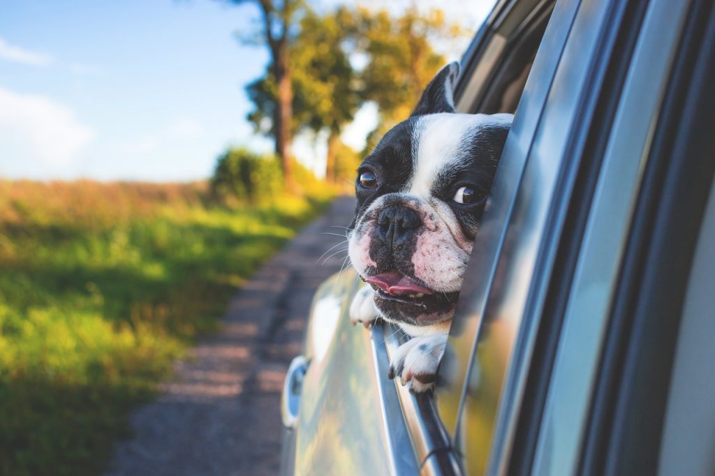 Πώς θα βοηθήσετε τον σκύλο σας να νοιώσει καλύτερα στο αυτοκίνητο