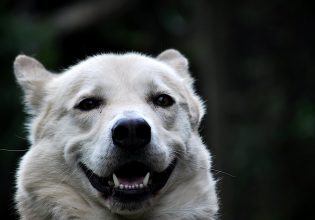 Σκύλος και εφηβεία: Τι να περιμένετε από τον μικρό σας φίλο