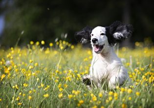Γιατί «κουφαίνεται» ο σκύλος όταν τον καλείτε; – Ο τρόπος για να του μαθαίνετε το «έλα»