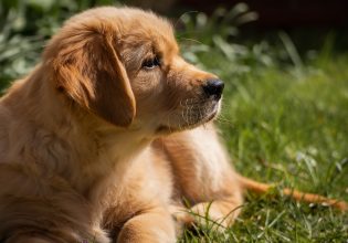 Κουτάβι: Η διαδικασία που πρέπει να ακολουθήσετε για την εκπαίδευση τουαλέτα
