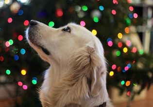 Πώς θα εξοικειώσετε τον σκύλο σας με το χριστουγεννιάτικο δέντρο