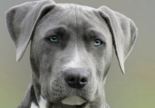 Ποιο ρουθούνι χρησιμοποιεί ο σκύλος για να μυρίσει την τροφή του; – Οι πέντε αισθήσεις του σκύλου