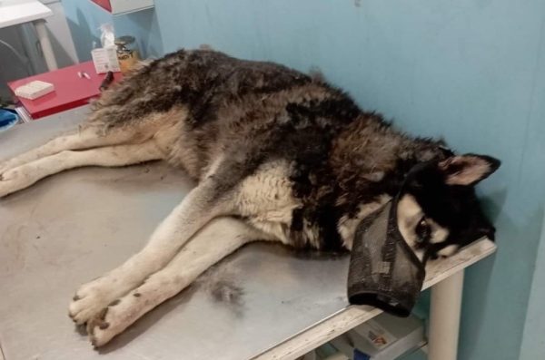 Αράχωβα: Εξελίξεις στην υπόθεση του Όλιβερ – Οι φωτογραφίες που θα φέρει στο φως η δικηγόρος του ιδιοκτήτη