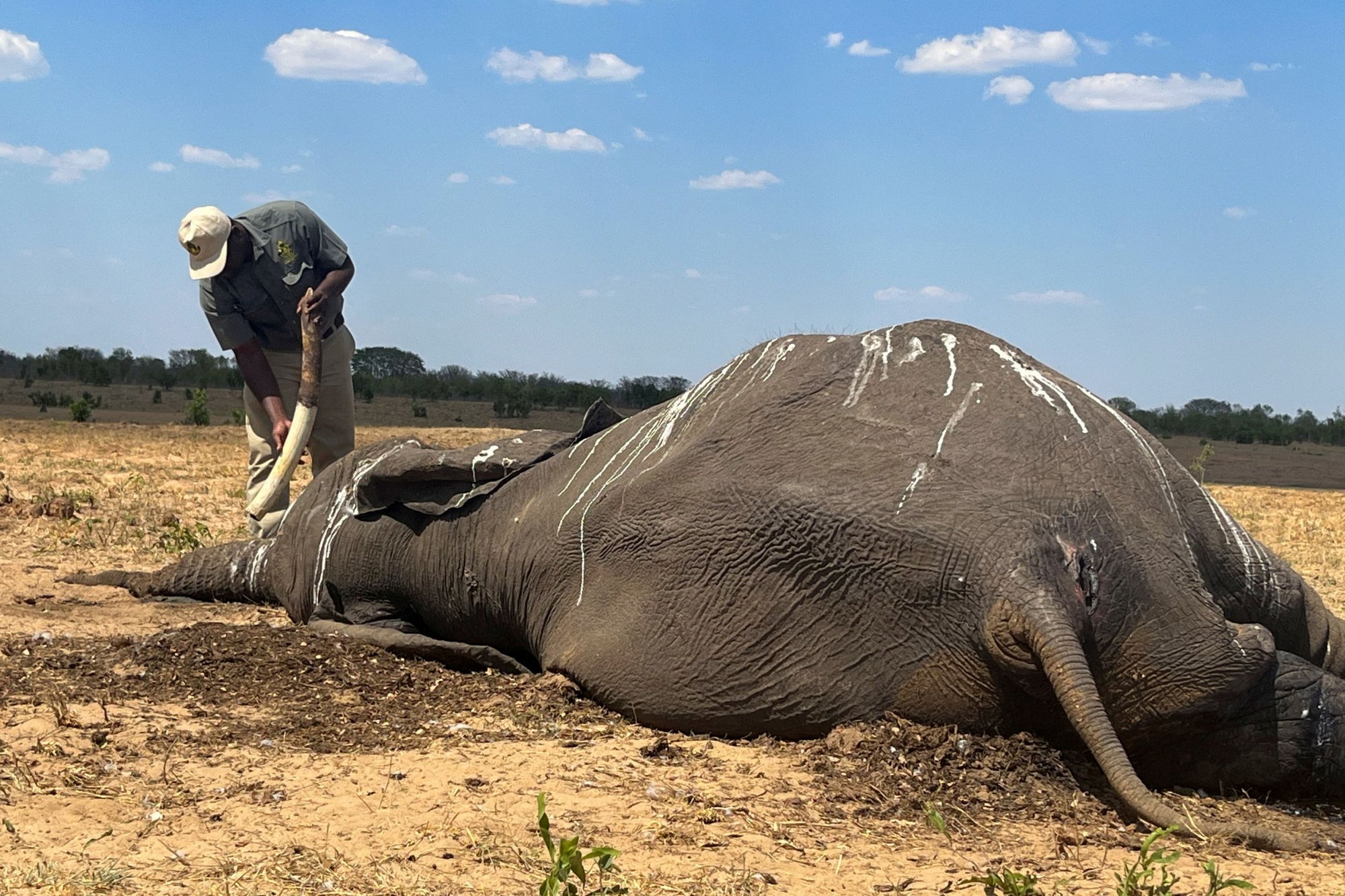 Ελέφαντες πεθαίνουν από τη δίψα της κλιματικής αλλαγής στη Ζιμπάμπουε