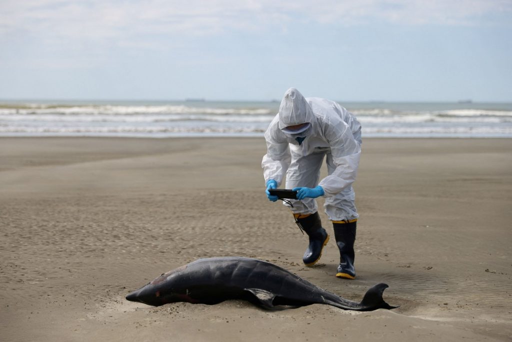 Γρίπη των πτηνών: Φώκιες και θαλάσσιοι λέοντες πεθαίνουν μαζικά στη Βραζιλία