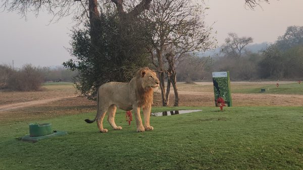 Ν. Αφρική: Θα έπαιζες γκολφ με λιοντάρια, ύαινες και αγριόσκυλα να σε κοιτάζουν, χωρίς περίφραξη;