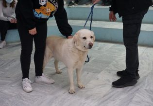 Επανεκκίνηση Προγράμματος Κυνοφιλίας στα σχολεία