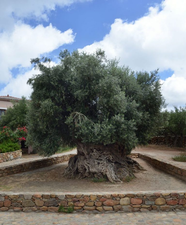 Αίτημα δημάρχου Πλατανιά για παράδοση κότινου από την Αρχαία Ελιά των Βουβών στην Ελληνική Ολυμπιακή Αποστολή