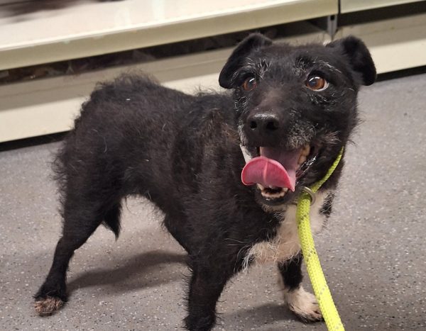 Το σκυλάκι που όλοι θεωρούσαν νεκρό, βρέθηκε επτά χρόνια μετά