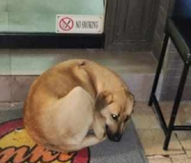 Θεσσαλονίκη: Επίθεση σε αδέσποτο σκυλί από 50χρονο - «Φέρει τραύμα από μαχαίρι»
