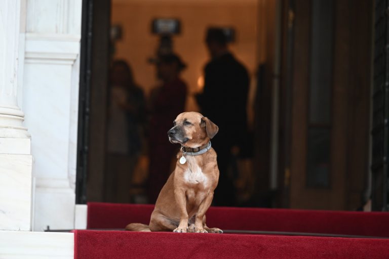 Έκλεψε την παράσταση ο Πίνατ στη συνάντηση Μητσοτάκη – Ερντογάν