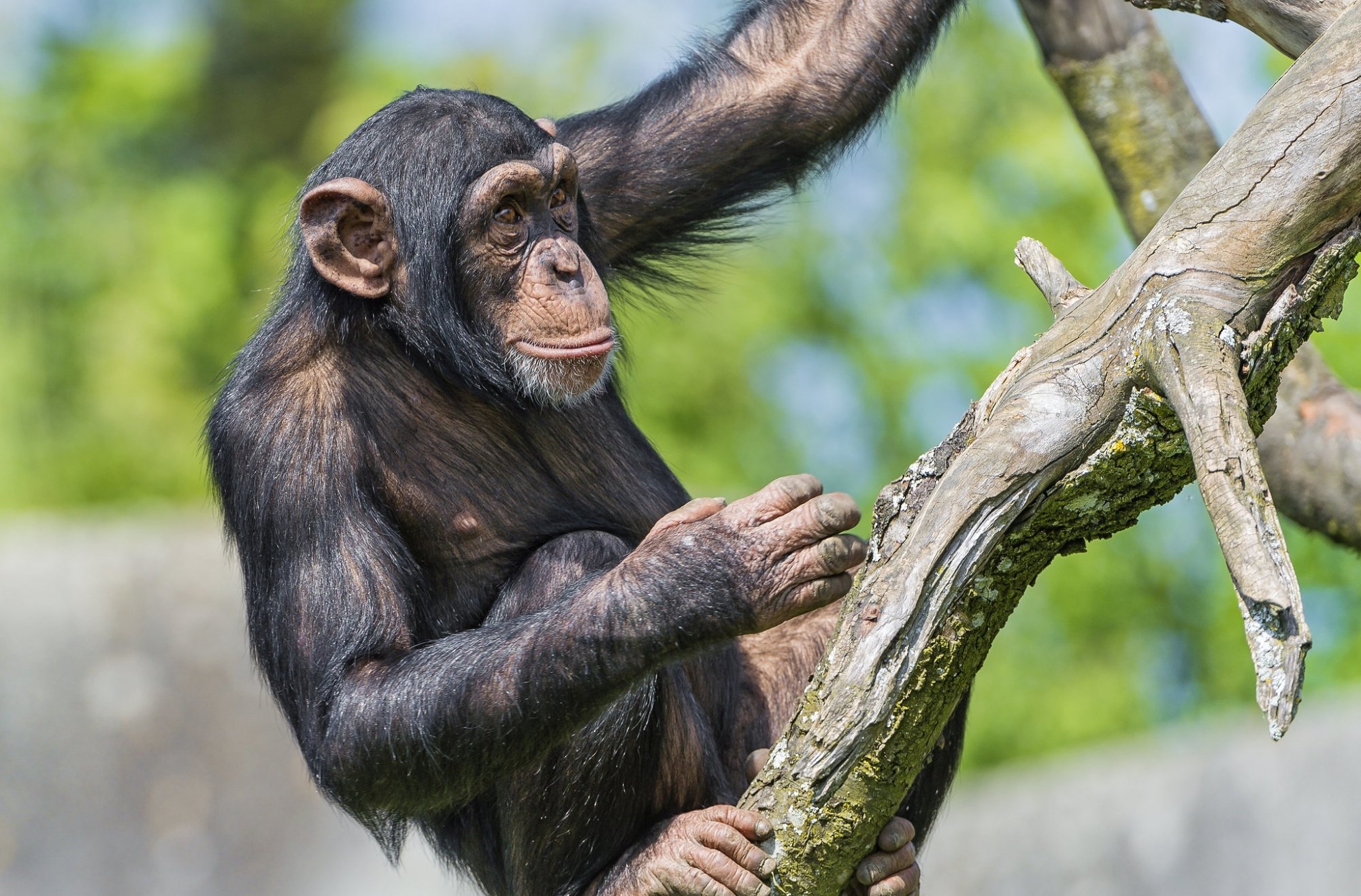 Οι χιμπατζήδες και οι μπονόμπο αναγνωρίζουν τους χαμένους φίλους και συγγενείς τους ακόμη και δεκαετίες μετά!