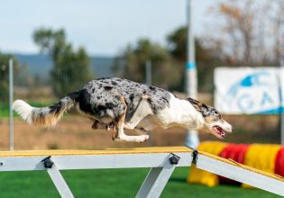 Agility: Ένα κυνάθλημα, που σας φέρνει πιο κοντά με τον σκύλο σας