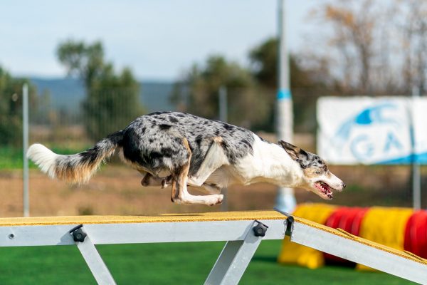 Agility: Ένα κυνάθλημα, που σας φέρνει πιο κοντά με τον σκύλο σας