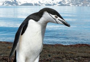 Ο πιγκουίνος που παίρνει 10.000 υπνάκους την ημέρα