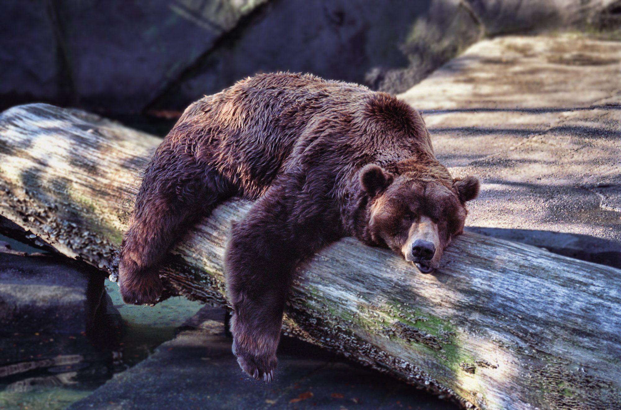 Τι έχει να διδαχθεί η Ιατρική από τον ύπνο της αρκούδας