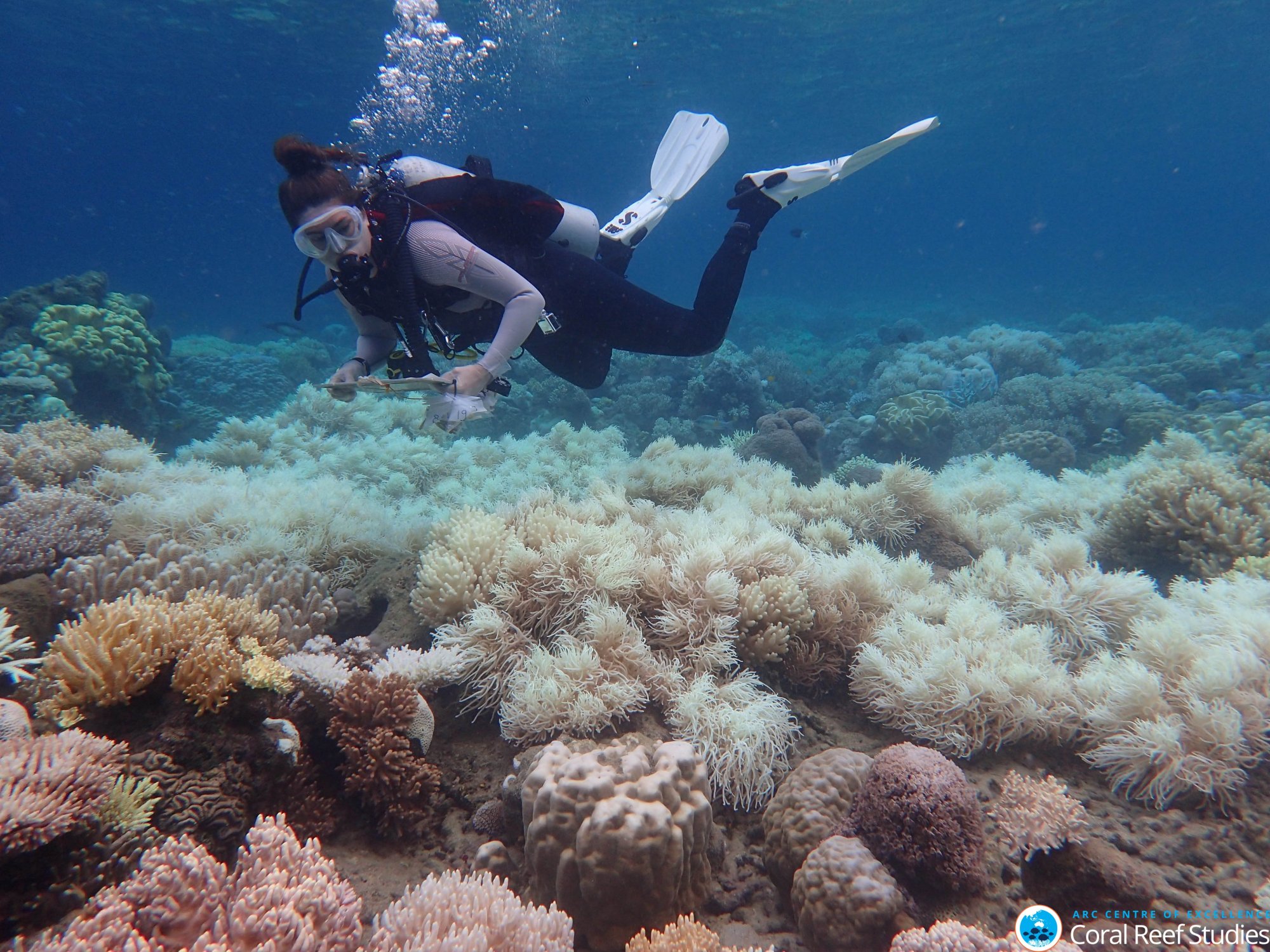 «Πρωτοφανής» μαζική λεύκανση κοραλλιών οδηγεί σε «σημείο καμπής» τους κοραλλιογενείς υφάλους