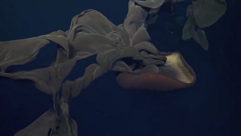 Κόστα Ρίκα: Η μέδουσα που έχει προκαλέσει τρόμο – Έχει πλοκάμια που φτάνουν τα 10 μέτρα