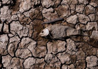 Ένα στα 4 ψάρια του γλυκού νερού κολυμπά προς την εξαφάνιση