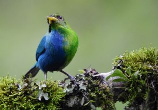 Εξαιρετικά σπάνιο πτηνό είναι μισό αρσενικό, μισό θηλυκό