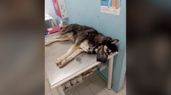 Νέα στοιχεία για την κτηνωδία στην Αράχωβα όπου βίασαν σκύλο μέχρι θανάτου