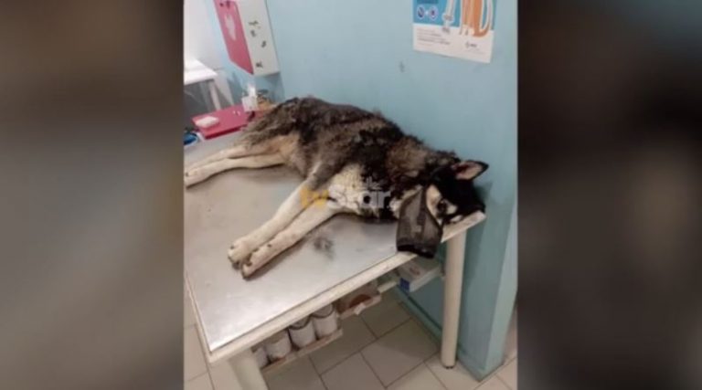 Νέα στοιχεία για την κτηνωδία στην Αράχωβα όπου βίασαν σκύλο μέχρι θανάτου