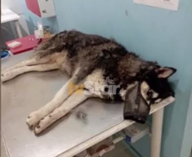 Νέα στοιχεία για την κτηνωδία στην Αράχωβα όπου βίασαν σκύλο μέχρι θανάτου