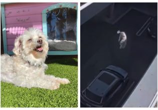 Εγκληματικό: Γυναίκα πέταξε το σκύλο της από ταράστα με μανία – Υποβλήθηκε σε ευθανασία το ζώο