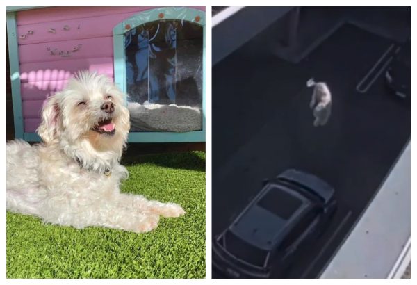 Εγκληματικό: Γυναίκα πέταξε το σκύλο της από ταράστα με μανία – Υποβλήθηκε σε ευθανασία το ζώο