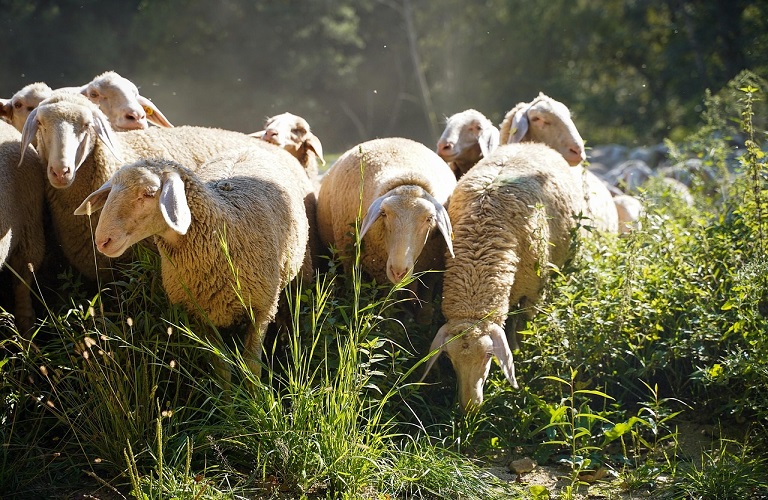 Κτηνοτρόφοι ΑΜΘ: Αναπροσαρμογή των αποζημιώσεων για την εξυγίανση ζωικού κεφαλαίου